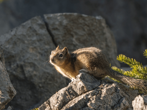 A squirrel looking afar sitting on a stone 