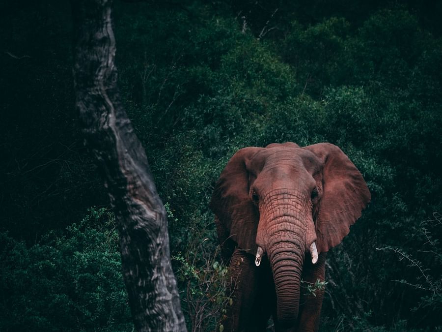 an elephant walking through a forest with greenery in the background - Ibex River Resort, Pollachi