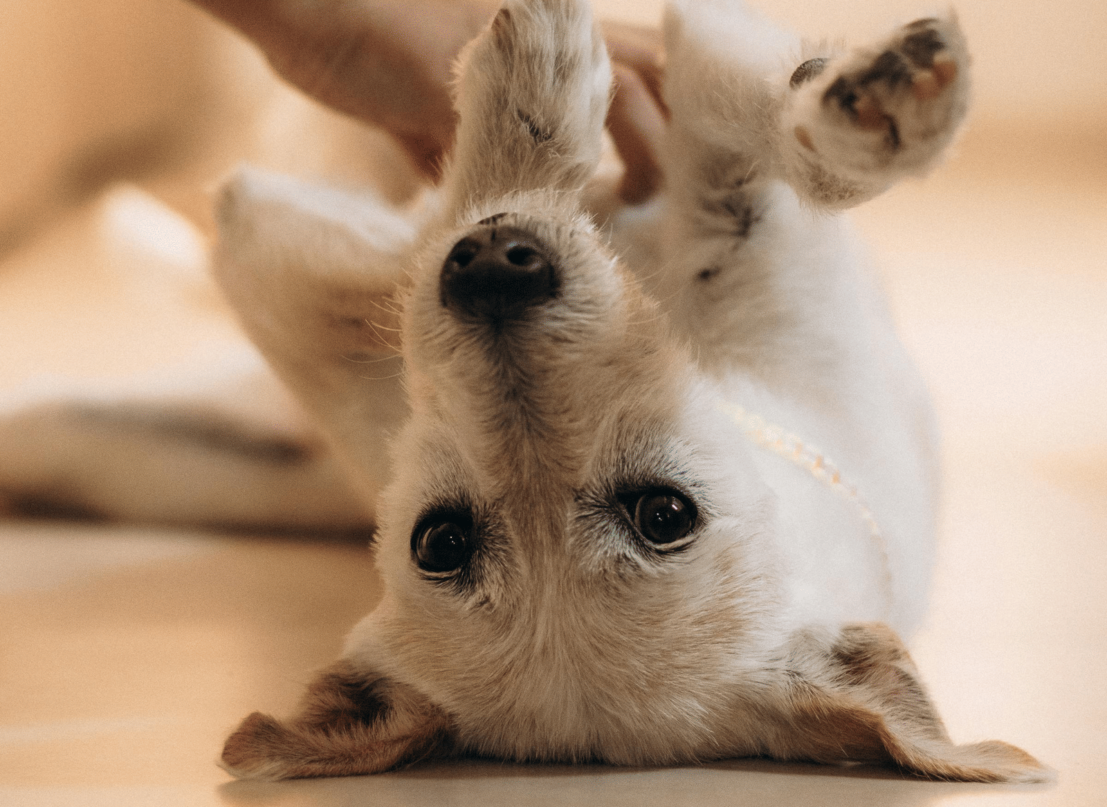 pexels-pexels-user-586333979-36053865