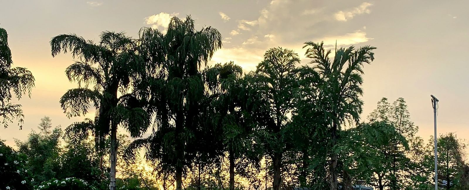 An overview of the trees being reflected on the watery floor in Pune.