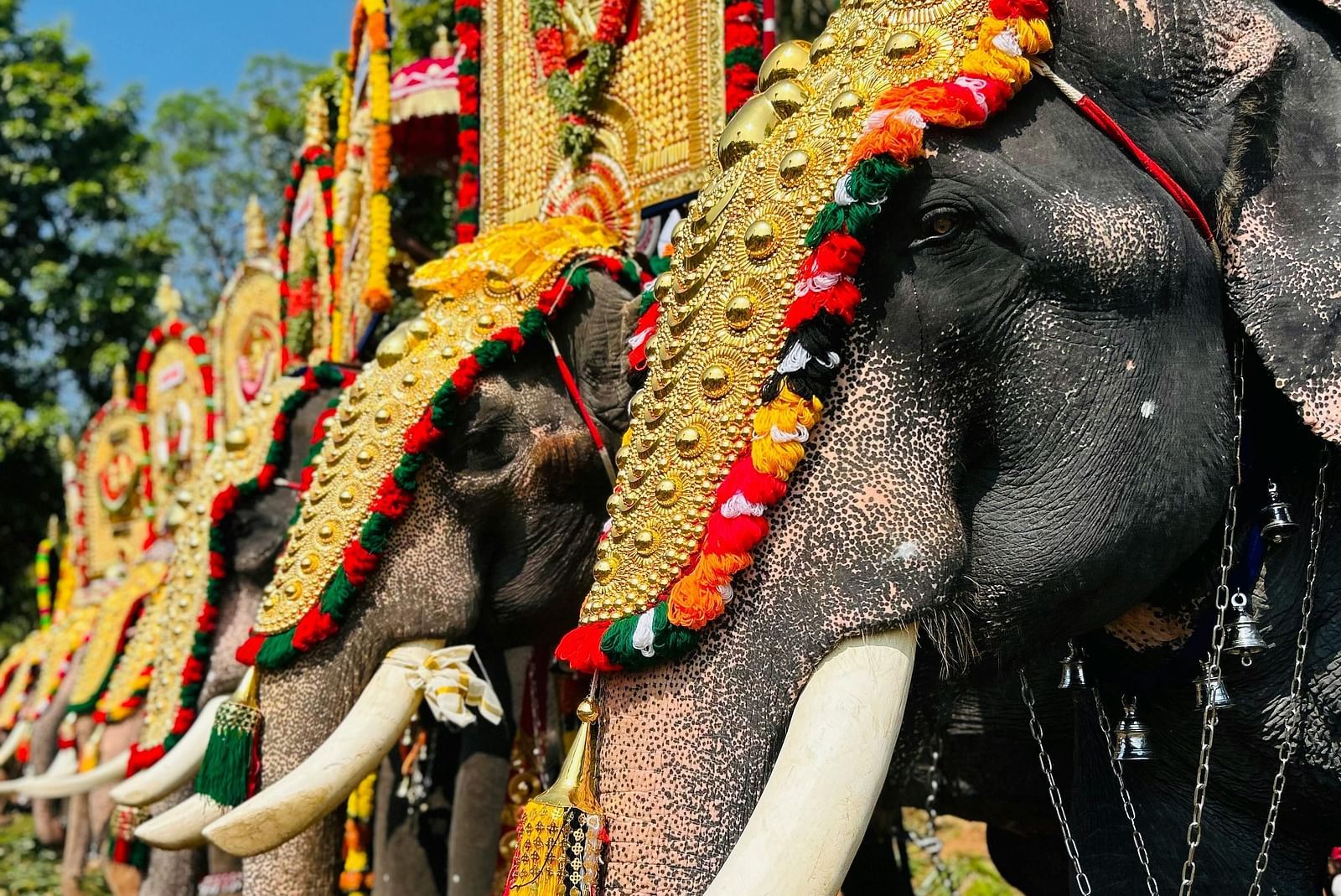 image of a line up of elephants with golden ornamental decoration on their trunks