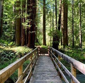 A wooden bridge leads into a dense forest of tall trees.