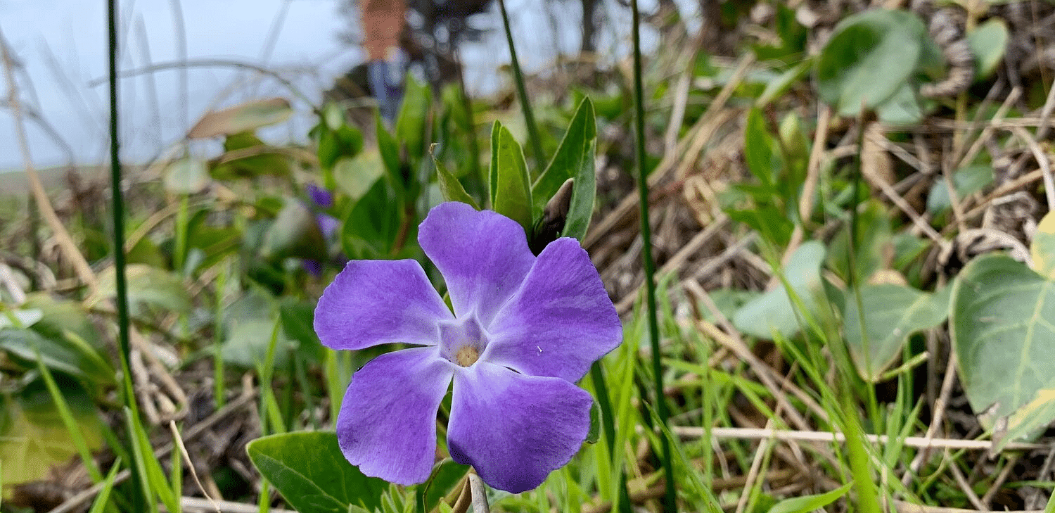 An image of a small flower blooming on the ground amidst the grasses