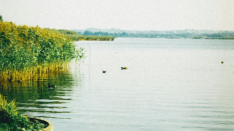 Peaceful lakeside view with calm water, greenery along the shore, and a curved walking path following the edge.