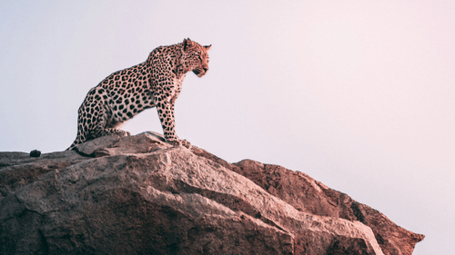 A leopard sitting on its hind legs on top of a hill looking into the distance