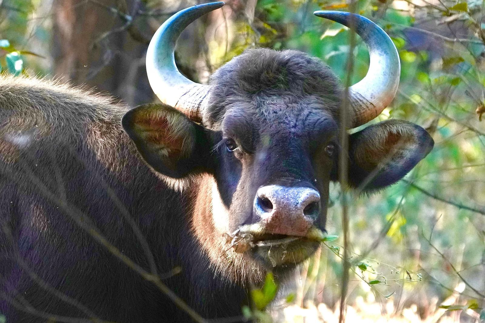 A curious Indian bison peeking through dense forest foliage