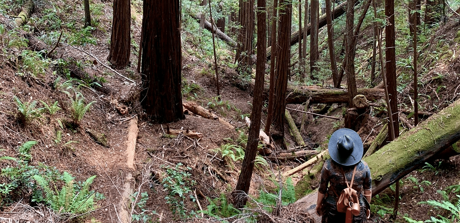 Hiker walking along a narrow forest trail surrounded by tall redwood trees
