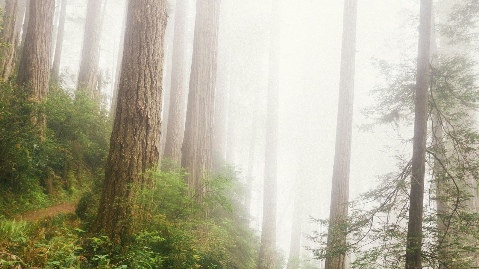 An image of the person walking amidst the nature and enjoying the beauty 