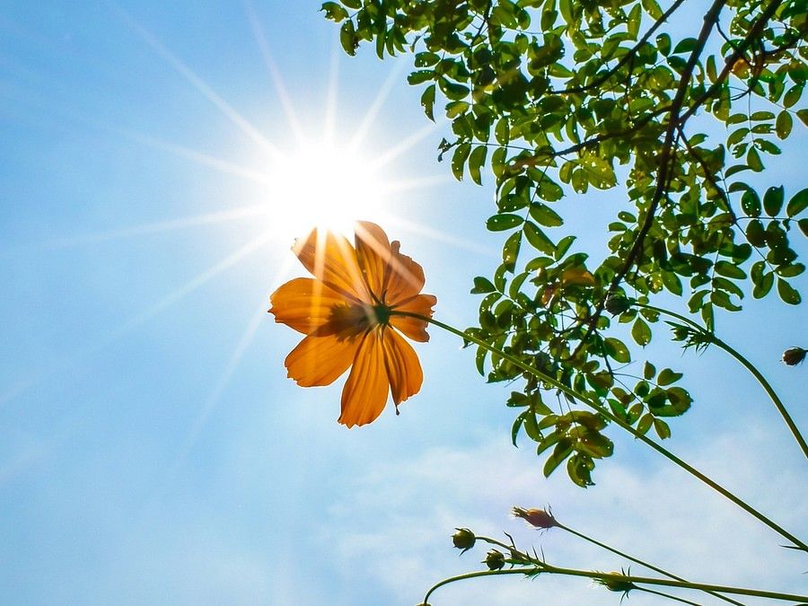 Close-up view of orange flowers against a bright blue sky with the sun shining through, suggesting a clear, sunny day.