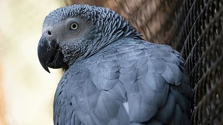 A close-up of a grey parrot perched near a wire fence, showcasing its intricate feather details.