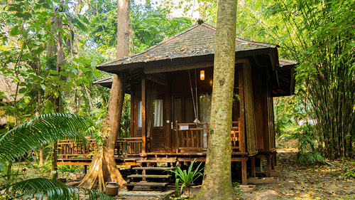 A wooden villa surrounded by lush green trees and plants, with a small porch and steps, nestled in a tropical forest setting - Barefoot at Havelock