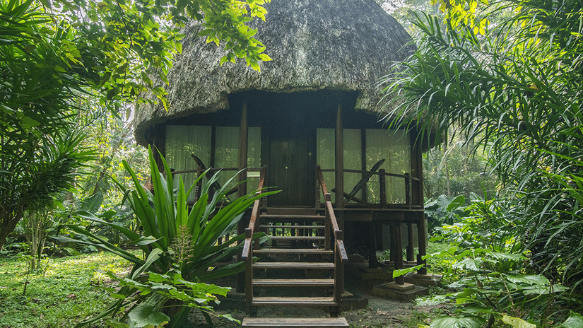 A thatched wooden hut with steps stands nestled amongst lush, dense tropical greenery in a tranquil forest setting - Barefoot at Havelock