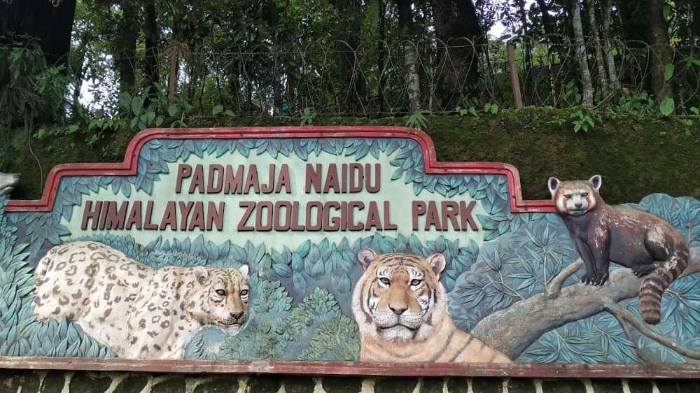 Entrance sign of Padmaja Naidu Himalayan Zoological Park, featuring painted snow leopard and tiger.