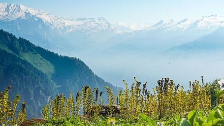 A valley with flowers overlooking hills and snow covered mountains.