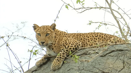 A leopard resting on a boulder while looking down as seen from below.