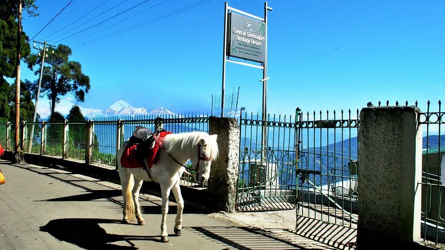 Central Gleneagles Resort, Darjeeling Darjeeling 8