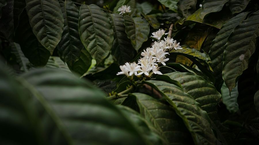 Tropical Spice Plantation at Golak by Denissons Presidential Villa, Madikeri