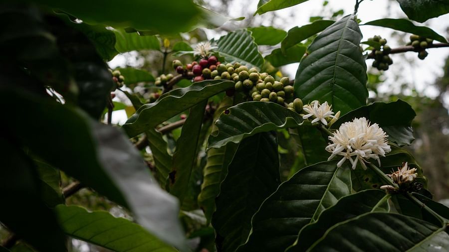 Tropical Spice Plantation with white flowers at Golak by Denissons Presidential Villa, Madikeri