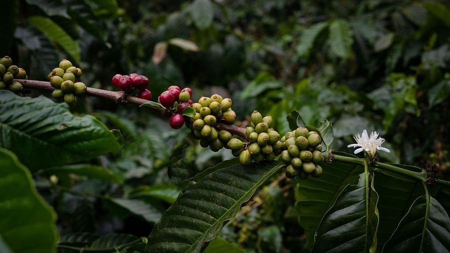 Tropical Spice Plantation at Golak by Denissons Presidential Villa, Madikeri