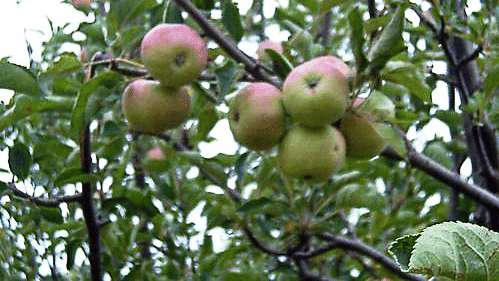 An overview of apple growing on a tree inside Ramgarh Bungalows, Nainital.