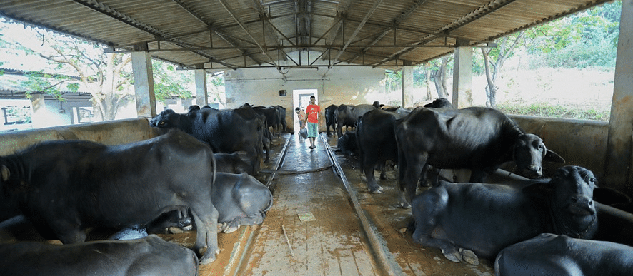 10 Cattle Shed