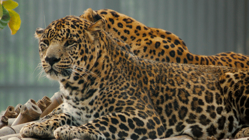 Two leopards resting on a raised bamboo platform, surrounded by greenery, with one leopard lying in front and the other partially visible behind.