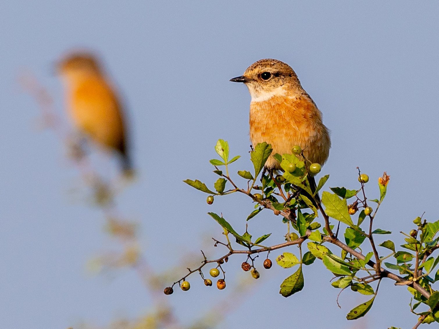 A image of a  Common Stonechat resting on a plant in the day time