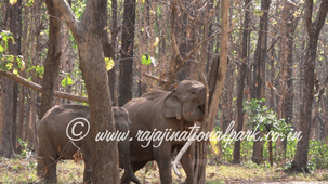 2 Asian elephants standing amongst tall tree trunks in a dense forest area.