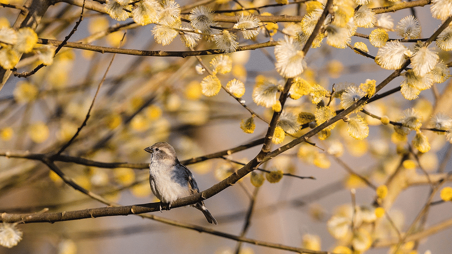 bird-g348e2ac82 1920