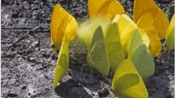 A group of butterflies huddled on the ground