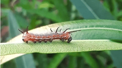 An image of a larva on a leaf