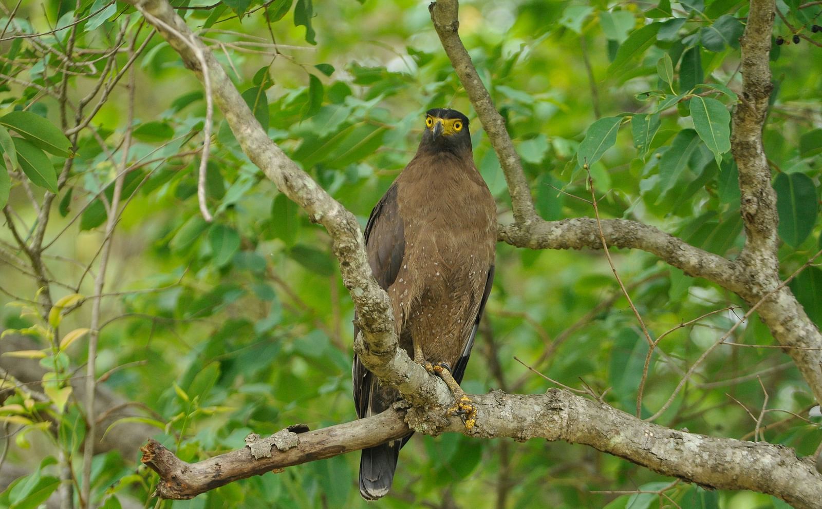 A solitary bird sitting on a branch of a tree in Tadoba National Park at Trees N Tigers, Tadoba.