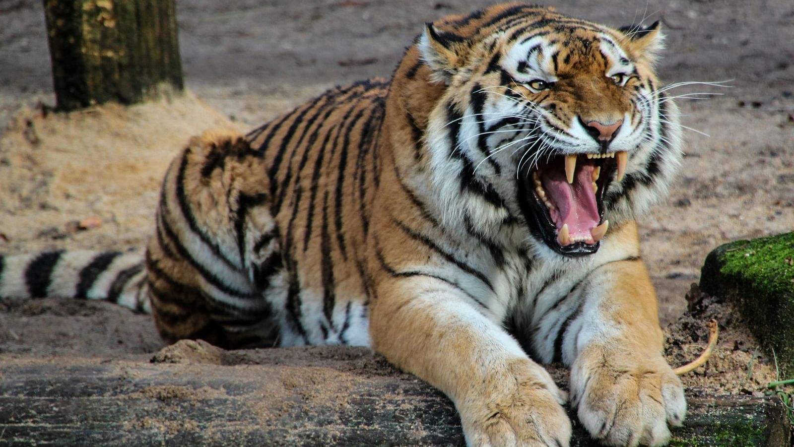 A Bengal tiger lying on the ground with its mouth wide open, revealing sharp teeth, appearing to roar or yawn.