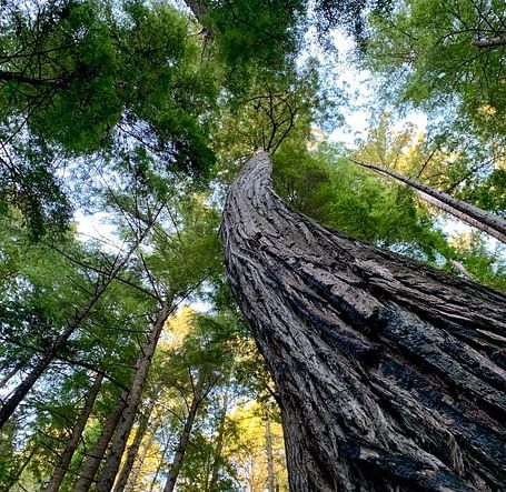 A low-angle shot shows a tall tree trunk stretching upwards, surrounded by other trees and glimpses of the sky through the foliage.