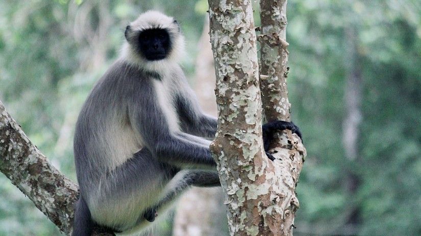 An indian Langur sitting on a tree branch and looking into the camera