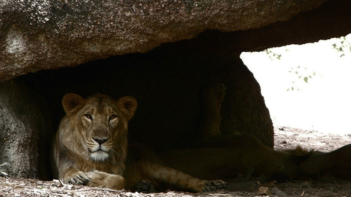 Zoological Park near Daspalla Hyderabad