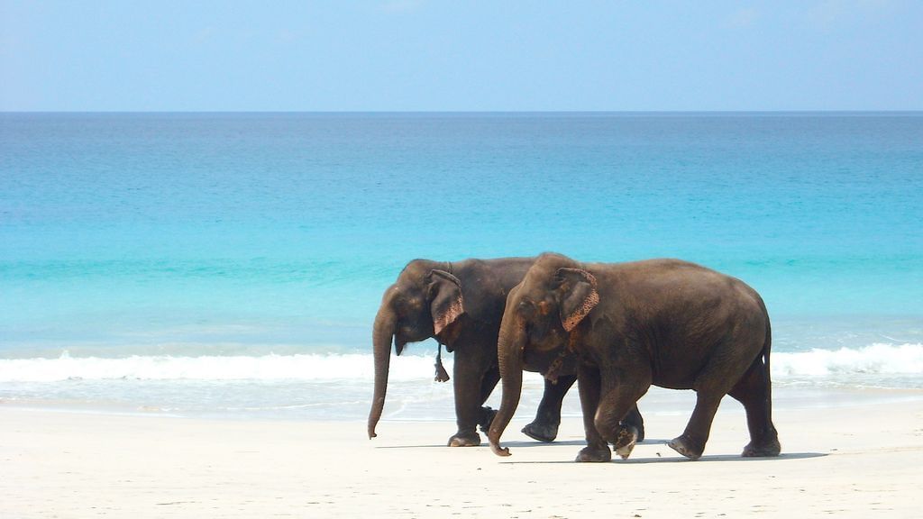 Elephant beach in Havelock