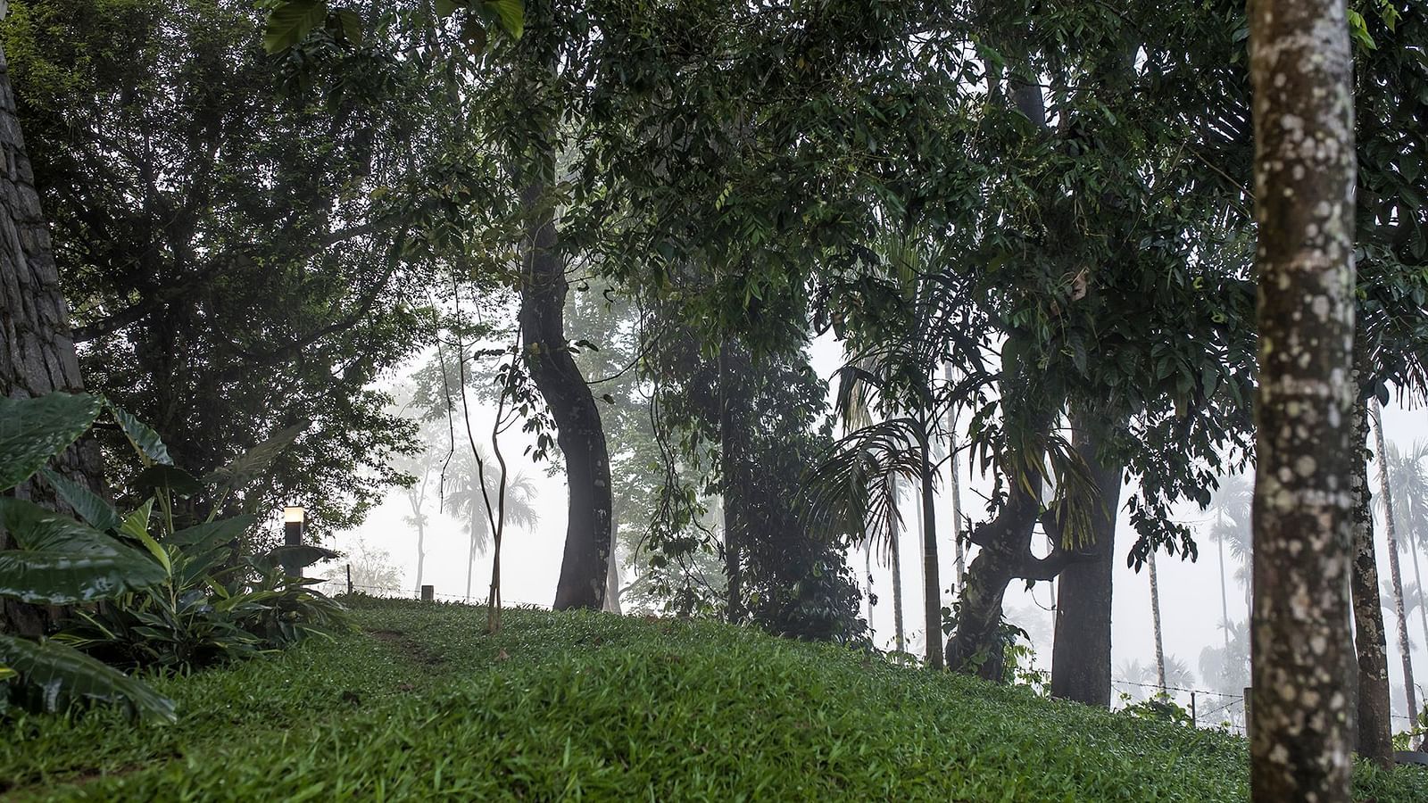 Image of a forest filled with trees. 