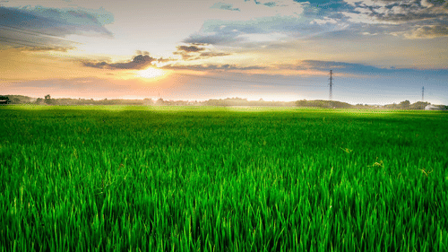 paddy fields at Karapura village near Chikmagalur