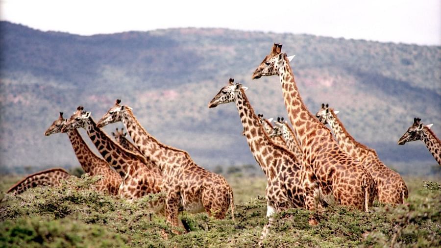 giraffe-657773