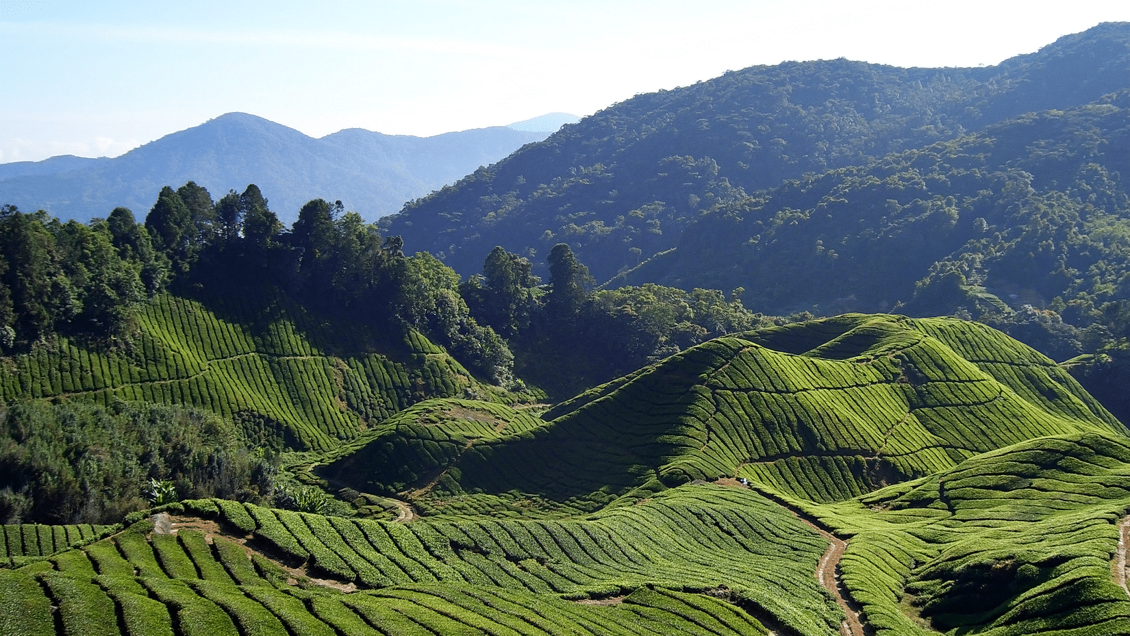 Central hotels Blog1  What does Darjeeling thrive onCentral Hotels Darjeeling