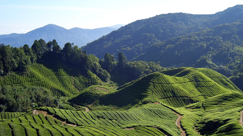 Central hotels Blog1  What does Darjeeling thrive onCentral Hotels Darjeeling