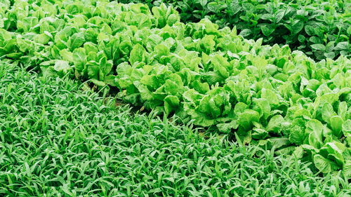 lush green crops