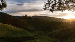 A tea plantation in India during sunset