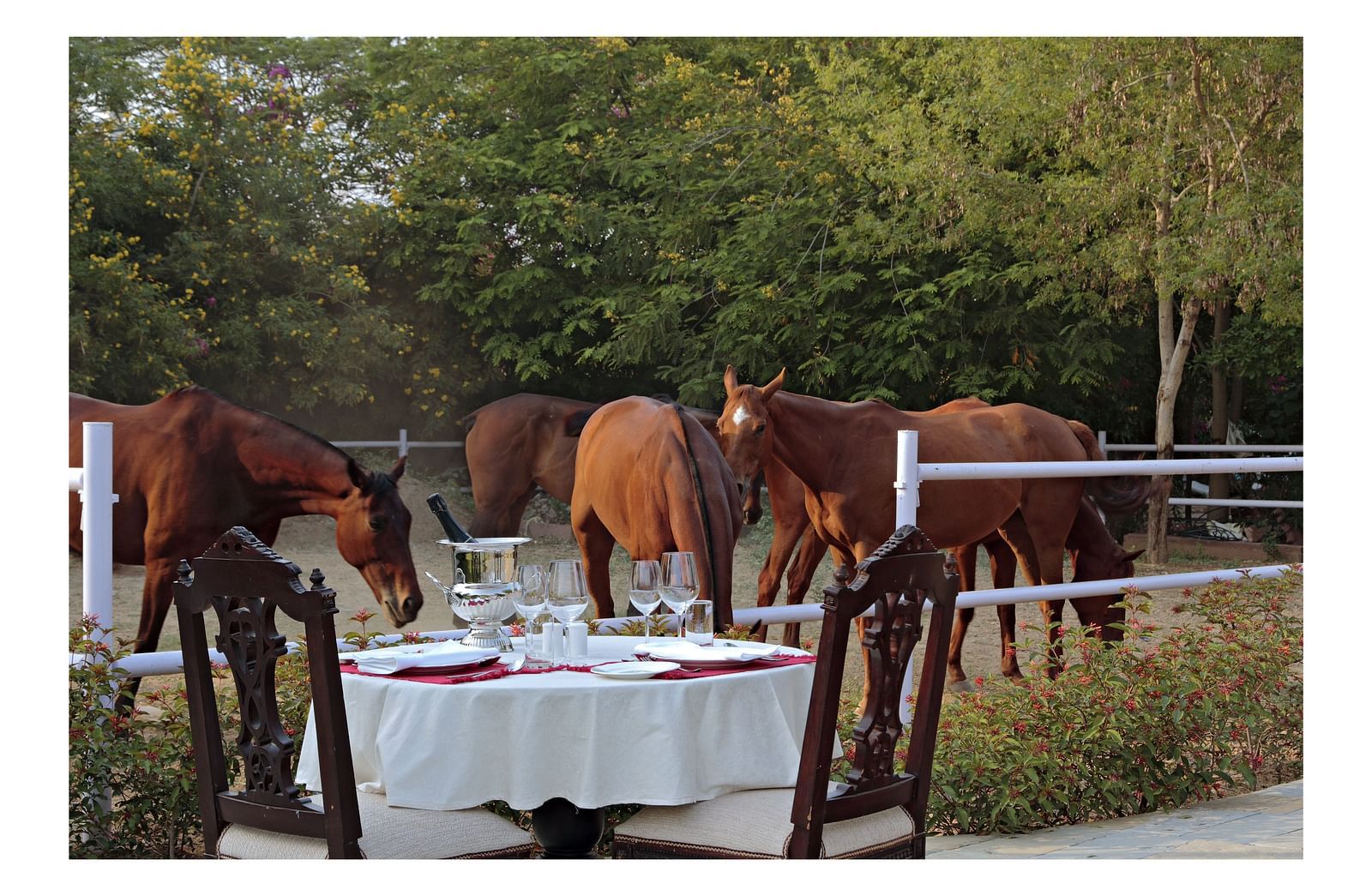 Horses stand beside a beautifully set outdoor dining table in a tranquil garden setting - Khas Bagh, Jaipur.