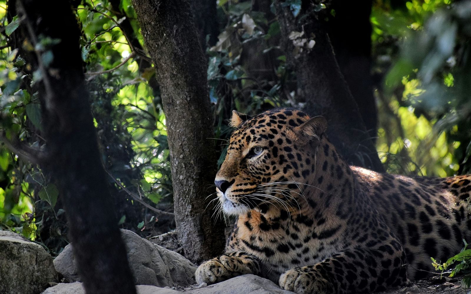 A close up shot of a tiger sitting in the shade on rocks next to many trees.