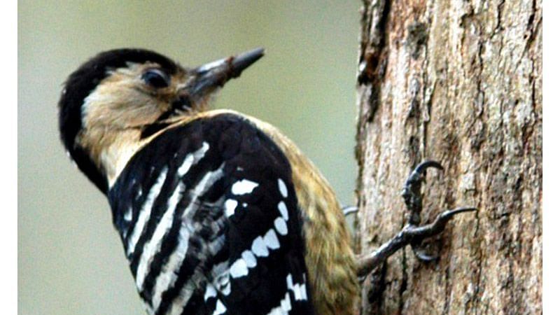 Birds at Shaheen Bagh Resort one of the best resorts in dehradun 