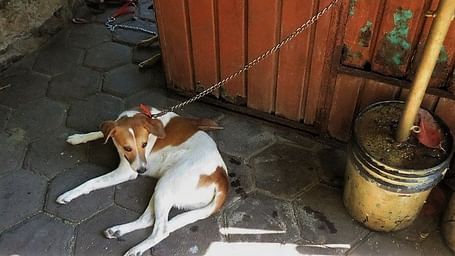 Solana Boutique B&B Zihuatanejo Zihua Animal shelter