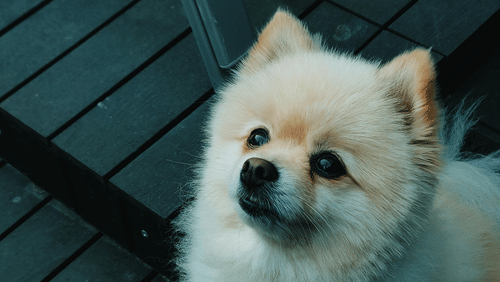 pexels-didsss-2694561