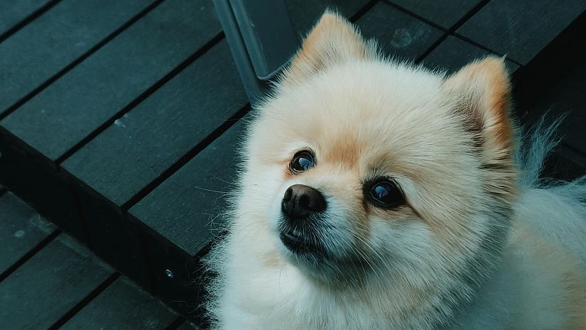 pexels-didsss-2694561
